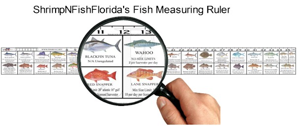 ShrimpNFishFlorida's Fish Measuring Ruler