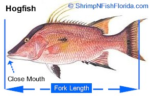 Hot To Measure Fish To The Fork