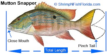 Hot To Measure A Fish’s Total Length