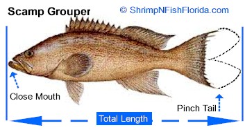 Hot To Measure A Fish’s Total Length