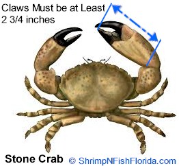 Stone Crab Measurements
