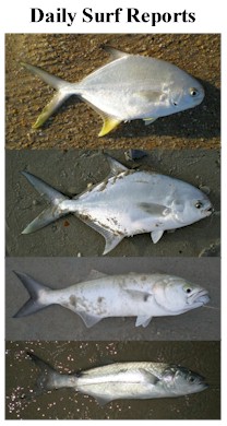 Daily Surf Fishing Reports