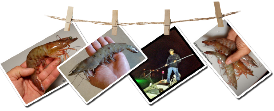 Shrimping for Florida's Winter Pinkish Red & Brown Shrimp Photos